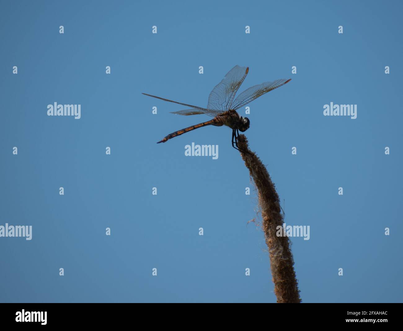 Dragonfly riposante su una pianta con un cielo blu di sfondo Foto Stock