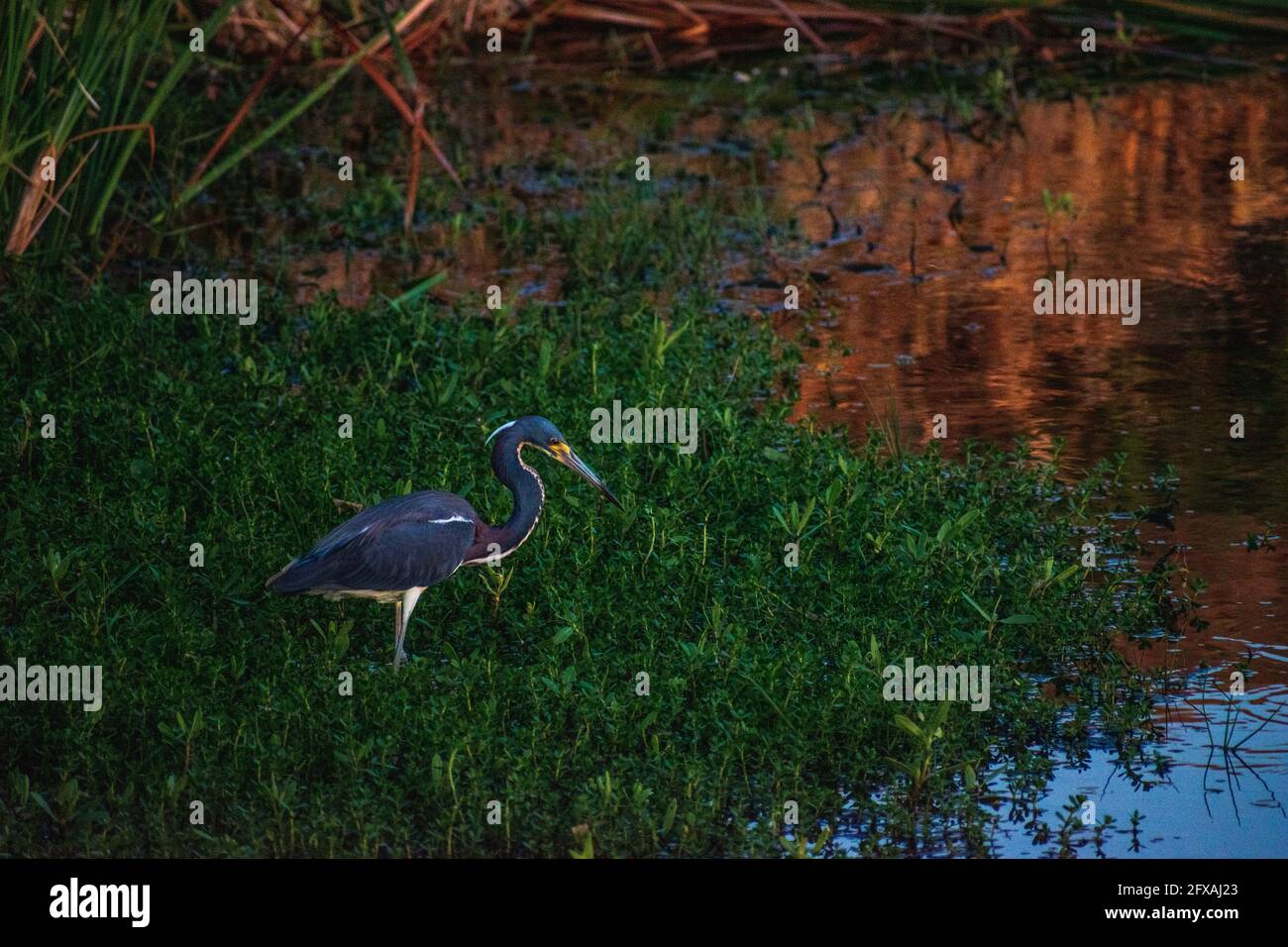 L'Heron tricolore guinzola a Tampa, riserva naturale/naturale della Florida. Foto Stock