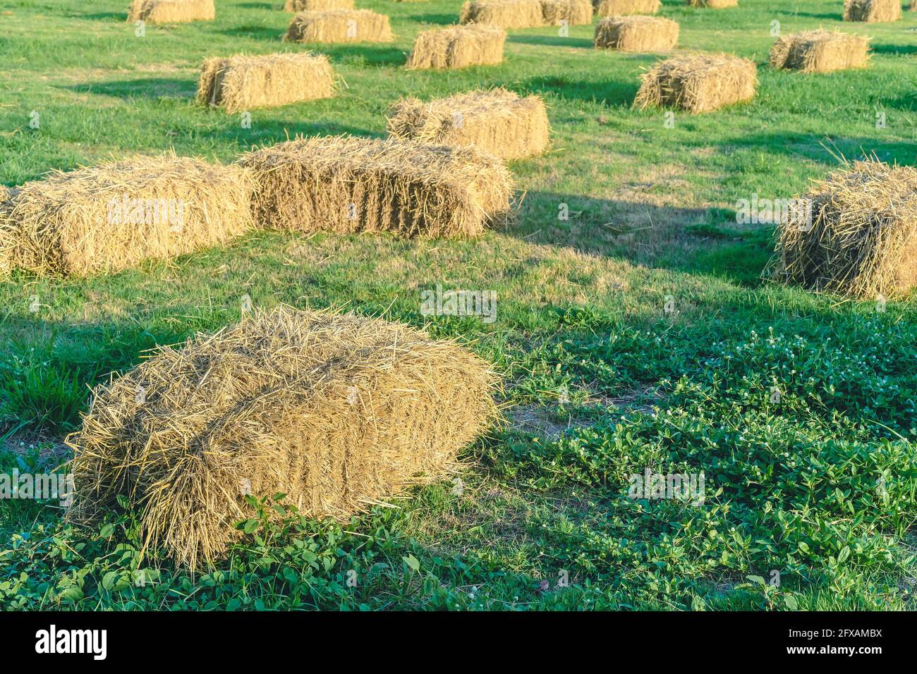 Posti a sedere e tavoli in balle di paglia per eventi e feste posati sul prato. Cannucce stoppie decorate per sedersi in campagna. Mobili fatti Foto Stock