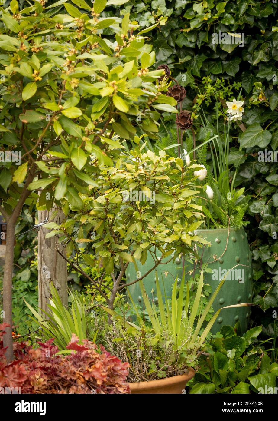 Contenitore cresciuto alberi di baia tagliati in piccolo giardino britannico Foto Stock