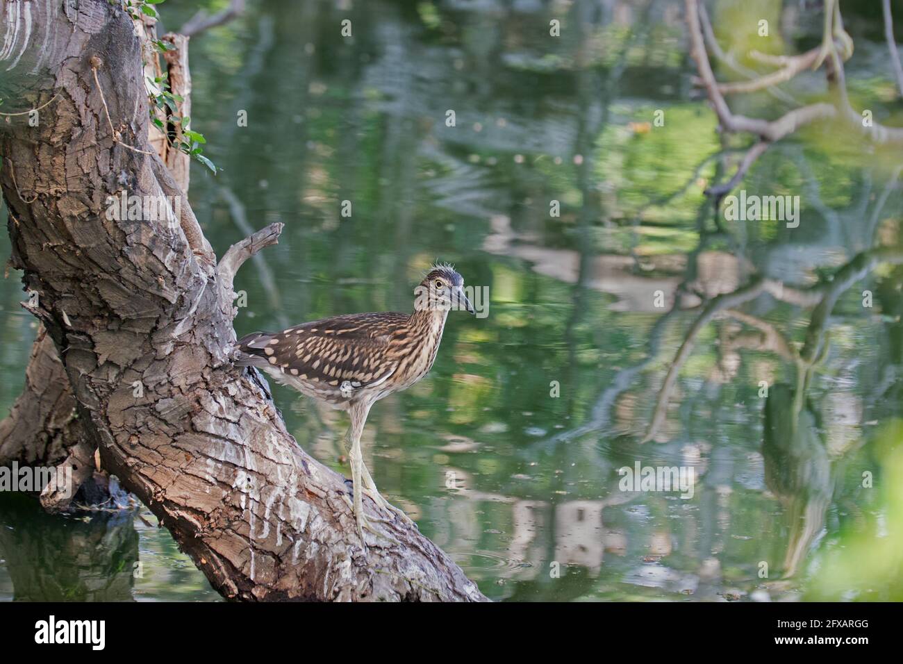 Ardeola grayii, un piccolo airone, perching su albero accanto all'acqua. Si trova in Iran meridionale, Pakistan orientale, India, Birmania Foto Stock