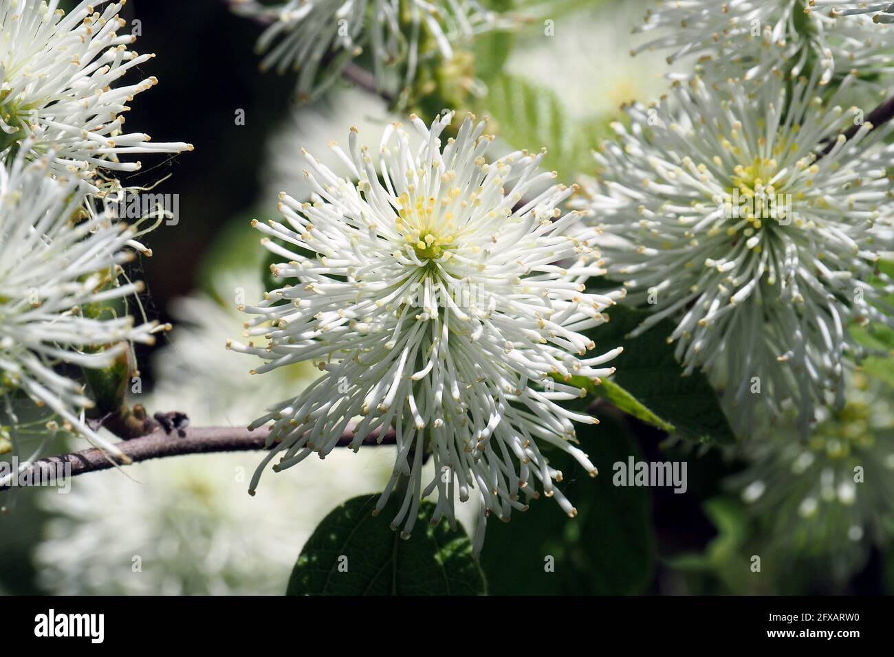 Ontano di strega, fothergilla di nani, nocciolo di wych americano, witchalder di nani, Fothergilla gardenii, alacsony bóbitacserje Foto Stock