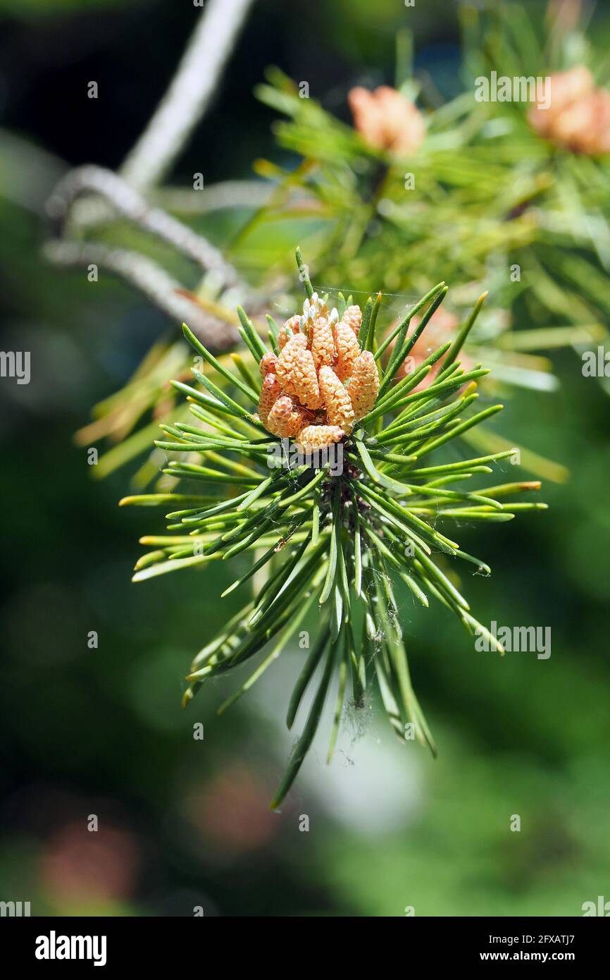 Pino nero, pino grigio, pino nero, Banks-Kiefer, Pinus banksiana, Banche-fenyő Foto Stock