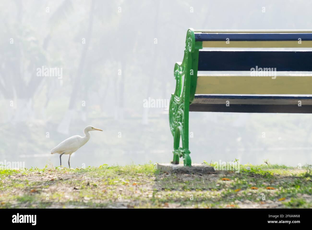 Airone indiano stagno o paddybird (Ardeola grayii) , un piccolo airone, che cammina oltre un lago e una sedia con nebbia sullo sfondo. Foto stock a Kolkata, Foto Stock