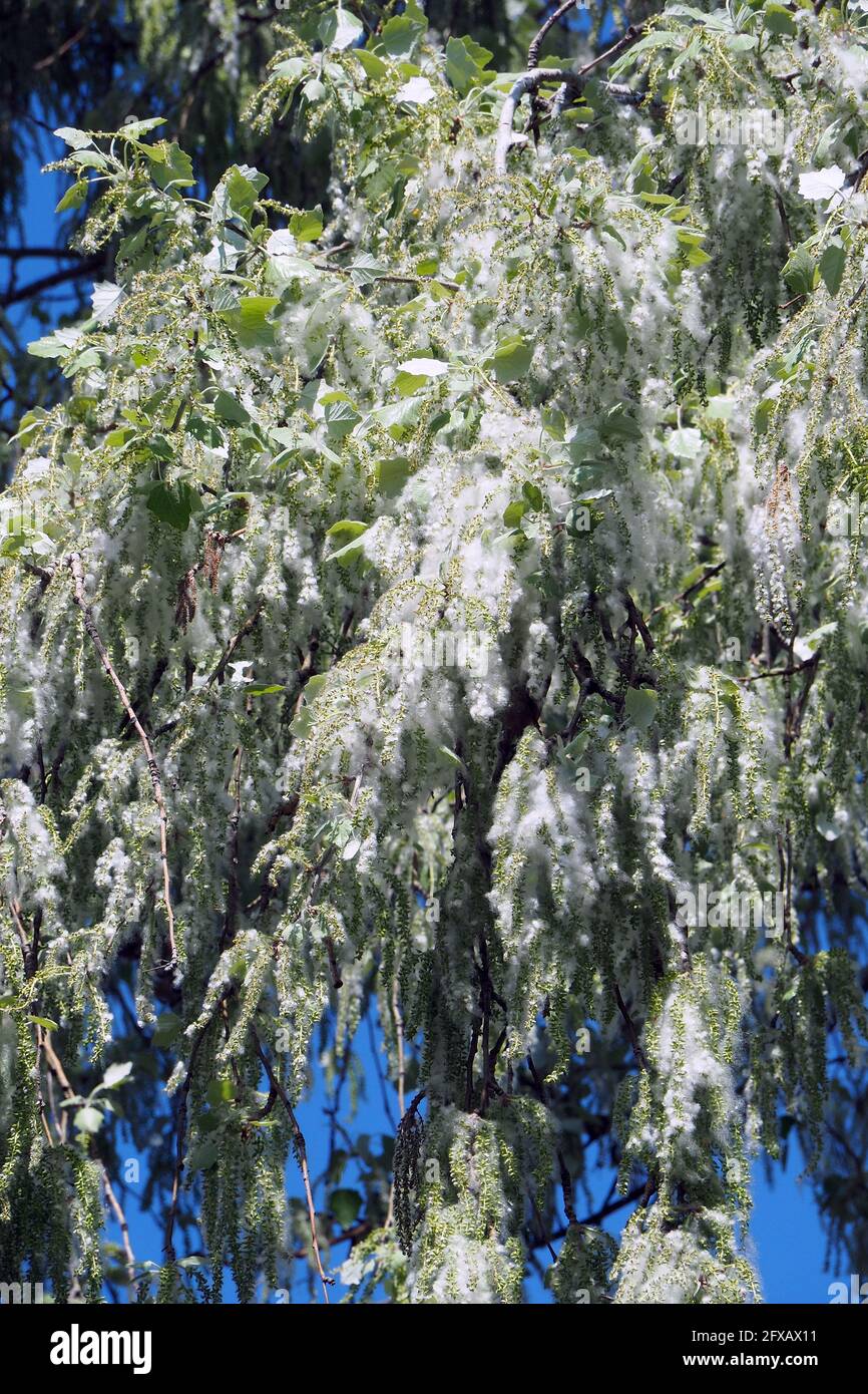 Pioppo d'argento, pioppo bianco, Silber-Pappel, Weiß-Pappel, Peuplier blanc, Populus alba, fehér nyár, Budapest, Ungheria, Magyarország, Europa Foto Stock