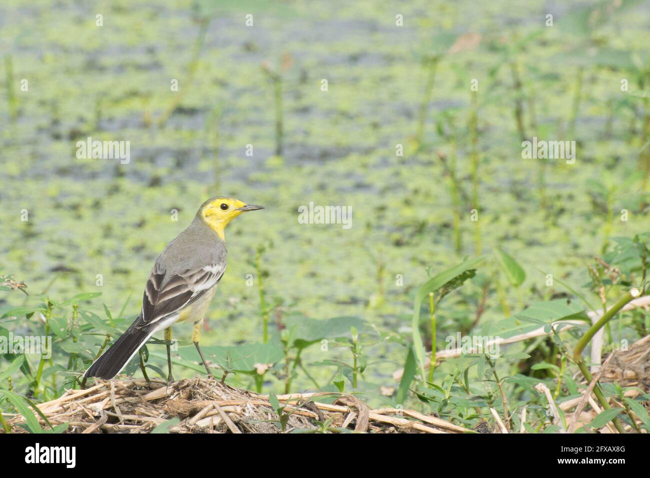 Uccello giallino, nome scientifico - Motacilla flava, seduto su terreno paludoso. È l'uccello invernale iniziale dell'India. Foto d'inventario scattata di giorno, Foto Stock