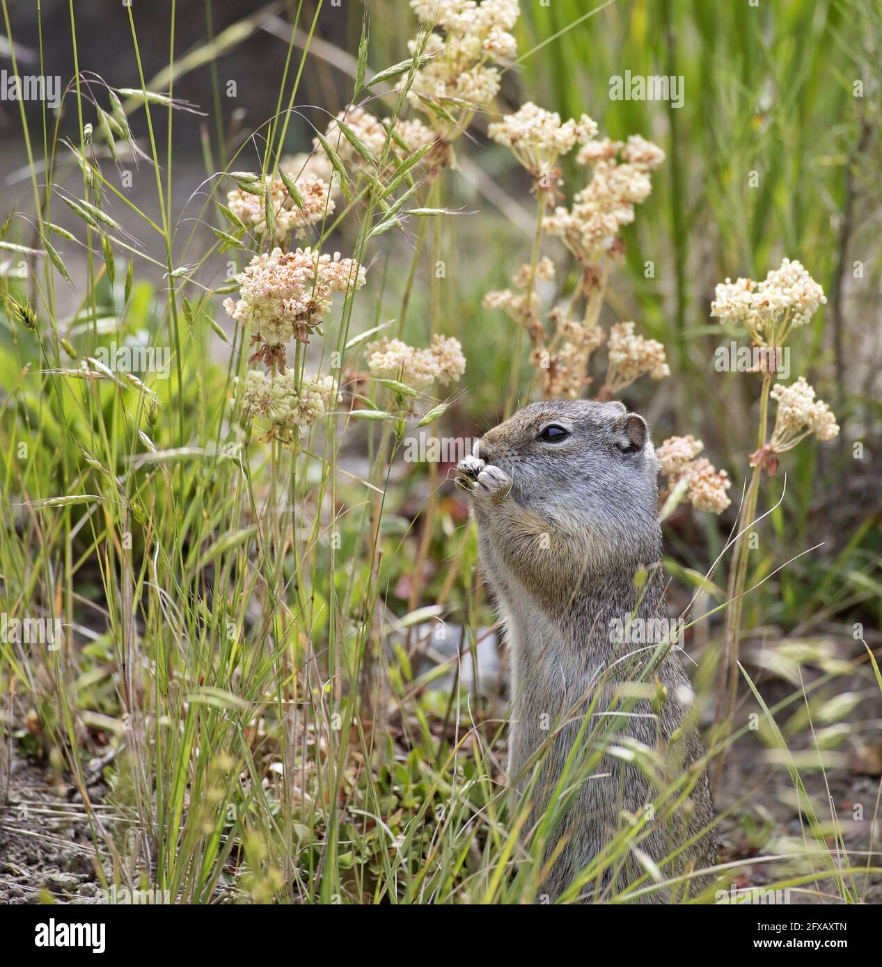 Uinta terra scoiattolo mangiare grano nell'erba. Foto Stock