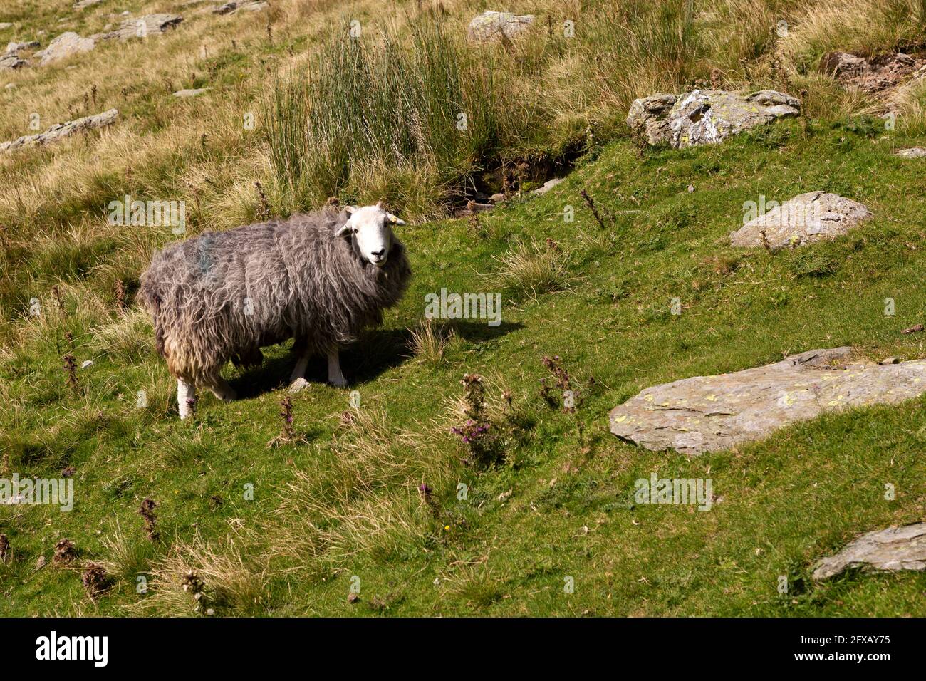 Una pecora di Herdwick che pascolano in Cumbria, Inghilterra. La razza dura prospera nei pascoli del Distretto dei Laghi Inglese. Foto Stock