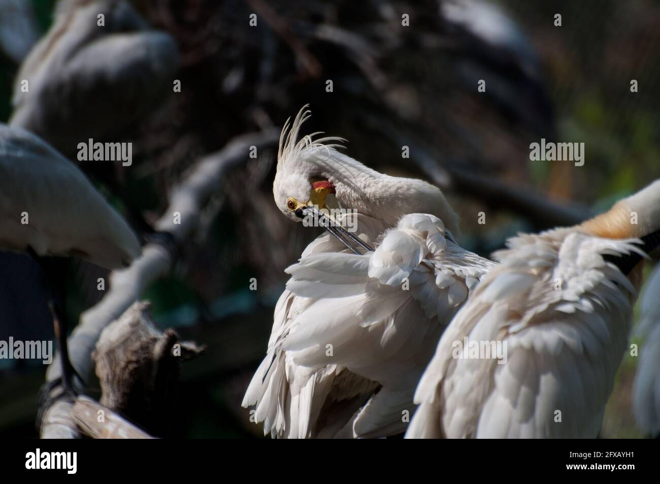 Spoonbill Bird pulizia self - Platalea leucorodia, colpo a Kolkata, Bengala Occidentale, India Foto Stock