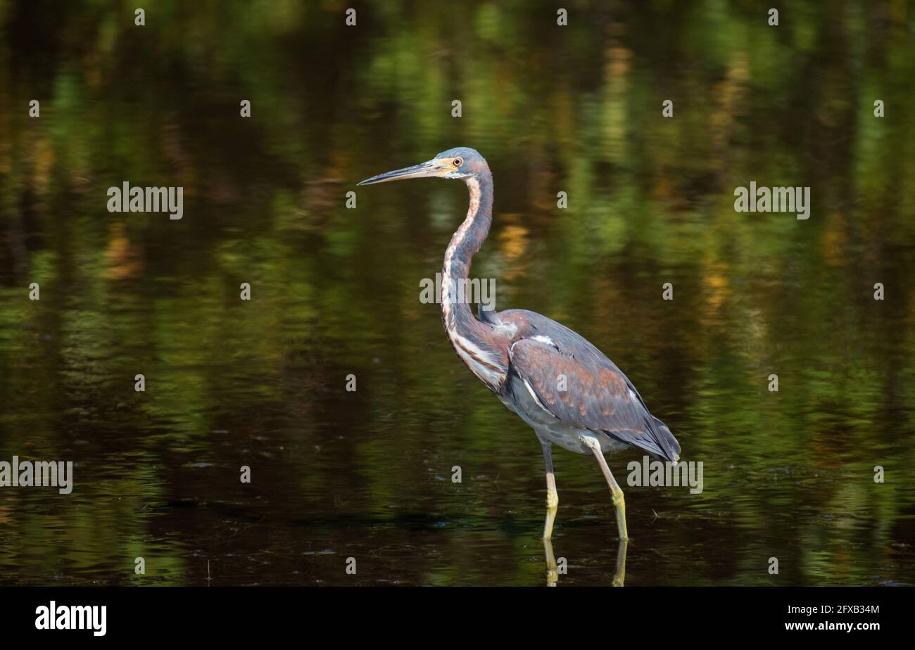Un tricolore Heron stalks prey nelle acque poco profonde in una Tampa Bay, Florida riserva naturale. Foto Stock