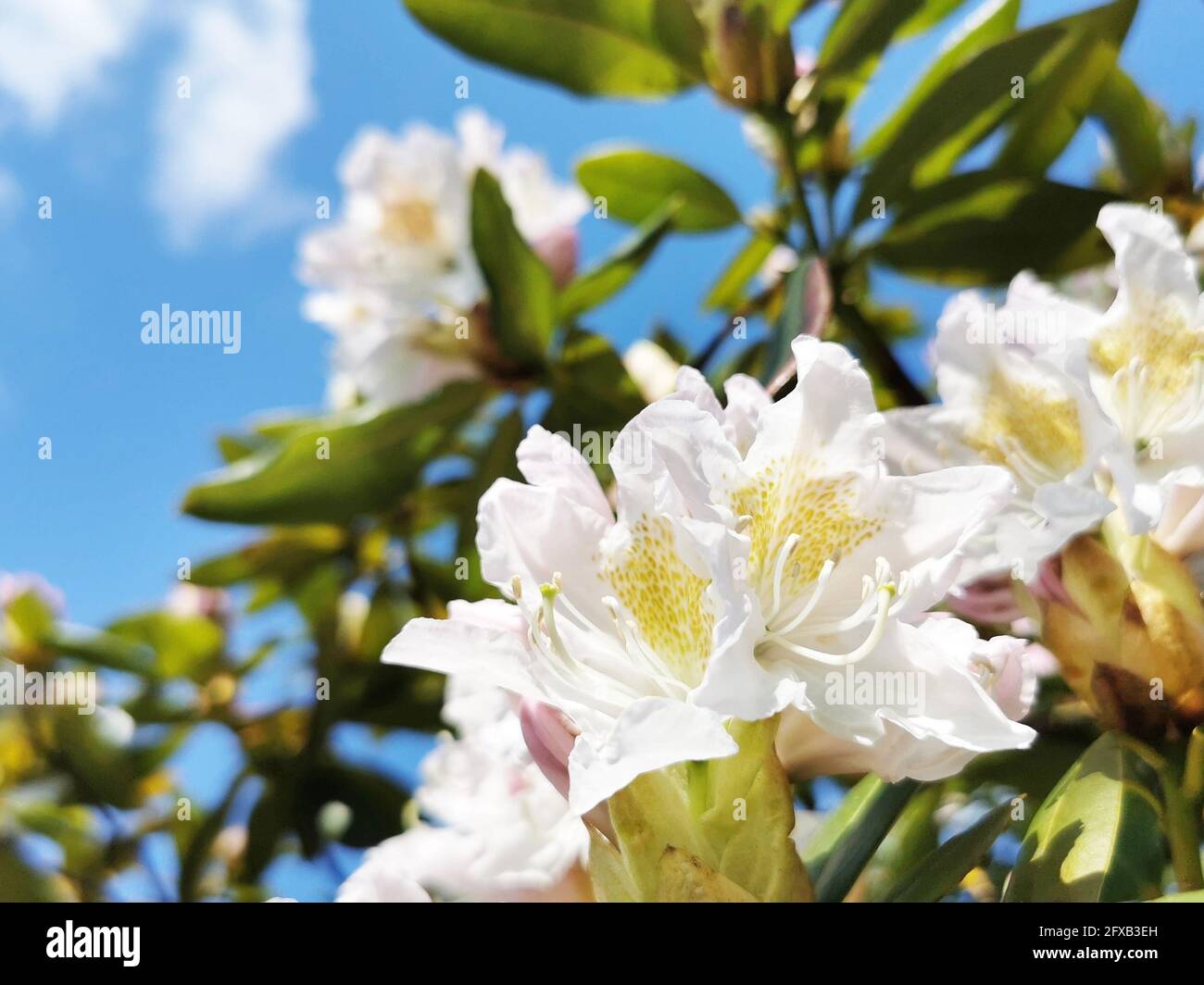 Primo piano di un grande rododendro fiorisce Foto Stock