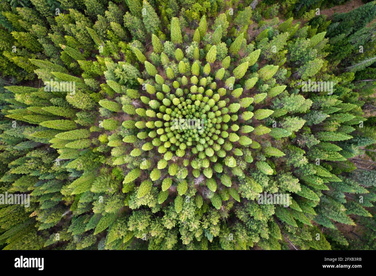 Incredibile e unico cerchio di alberi in una pineta californiana. Foto Stock