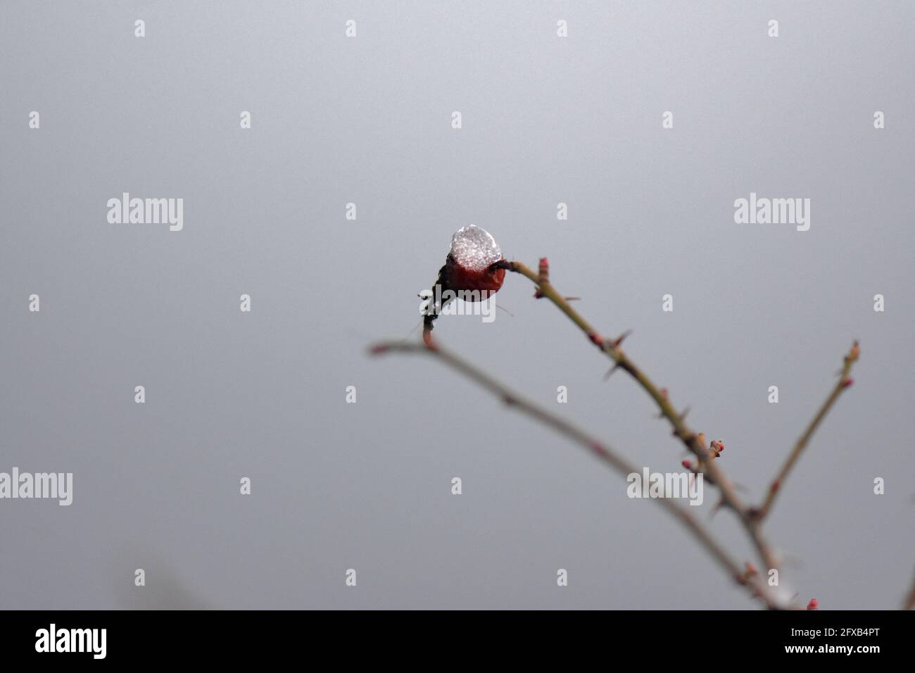 Colpo di closeup di un biancospino rosso coperto di neve su un tree twig su uno sfondo sfocato Foto Stock