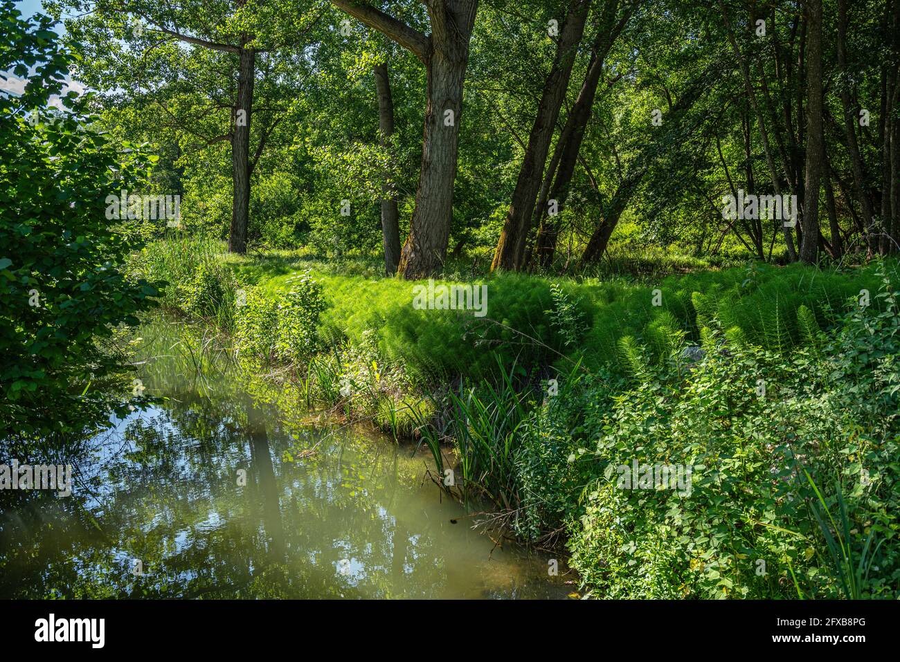 piccoli ruscelli fluiscono tranquillamente tra erba alta e vegetazione acquatica in una giornata estiva soleggiata. Abruzzo, Italia, Europa Foto Stock