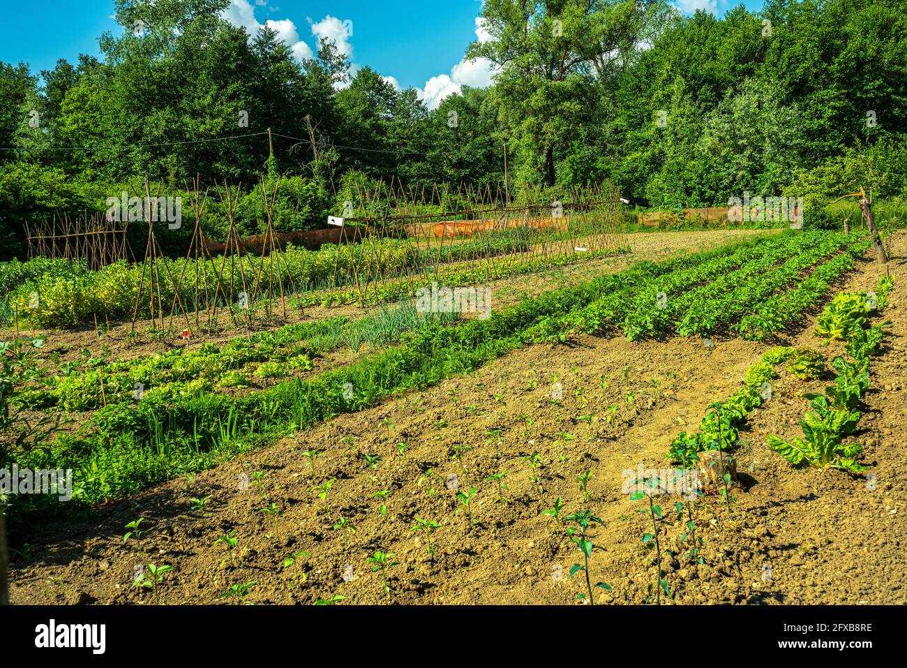 Orto o campagna coltivato con pomodori, insalate e altri tipi di specie vegetali commestibili. Abruzzo, Italia, Europa Foto Stock