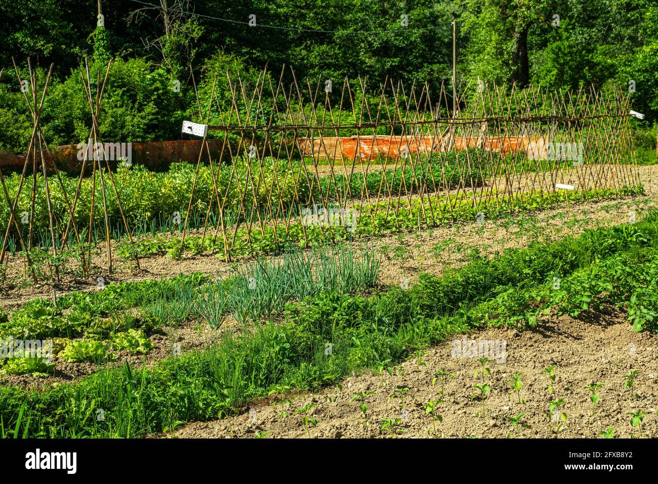 Orto o campagna coltivato con pomodori, insalate e altri tipi di specie vegetali commestibili. Abruzzo, Italia, Europa Foto Stock