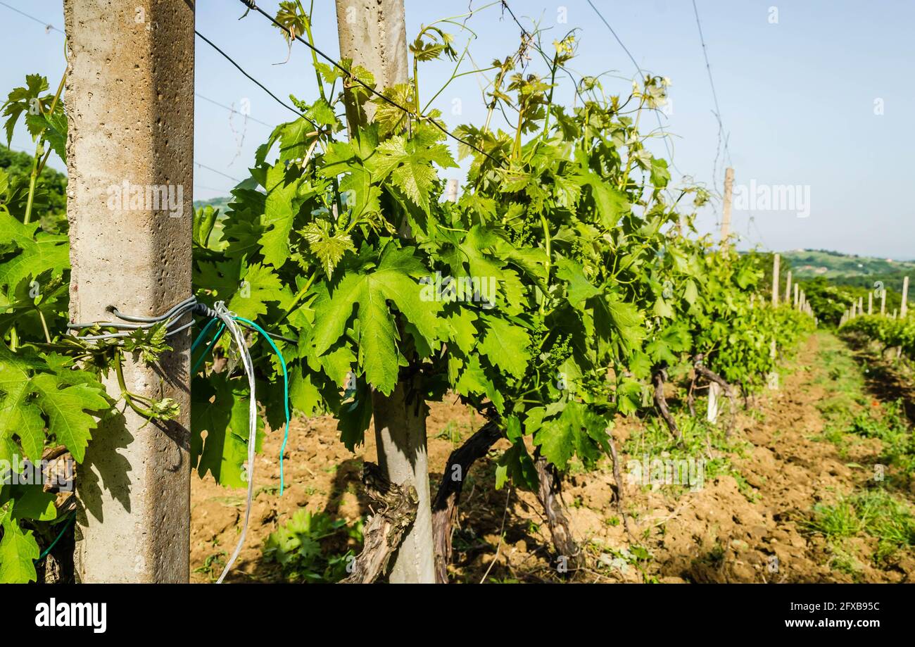 Grapevine illuminato dal sole di primavera su una piantagione in Serbia. Foto Stock