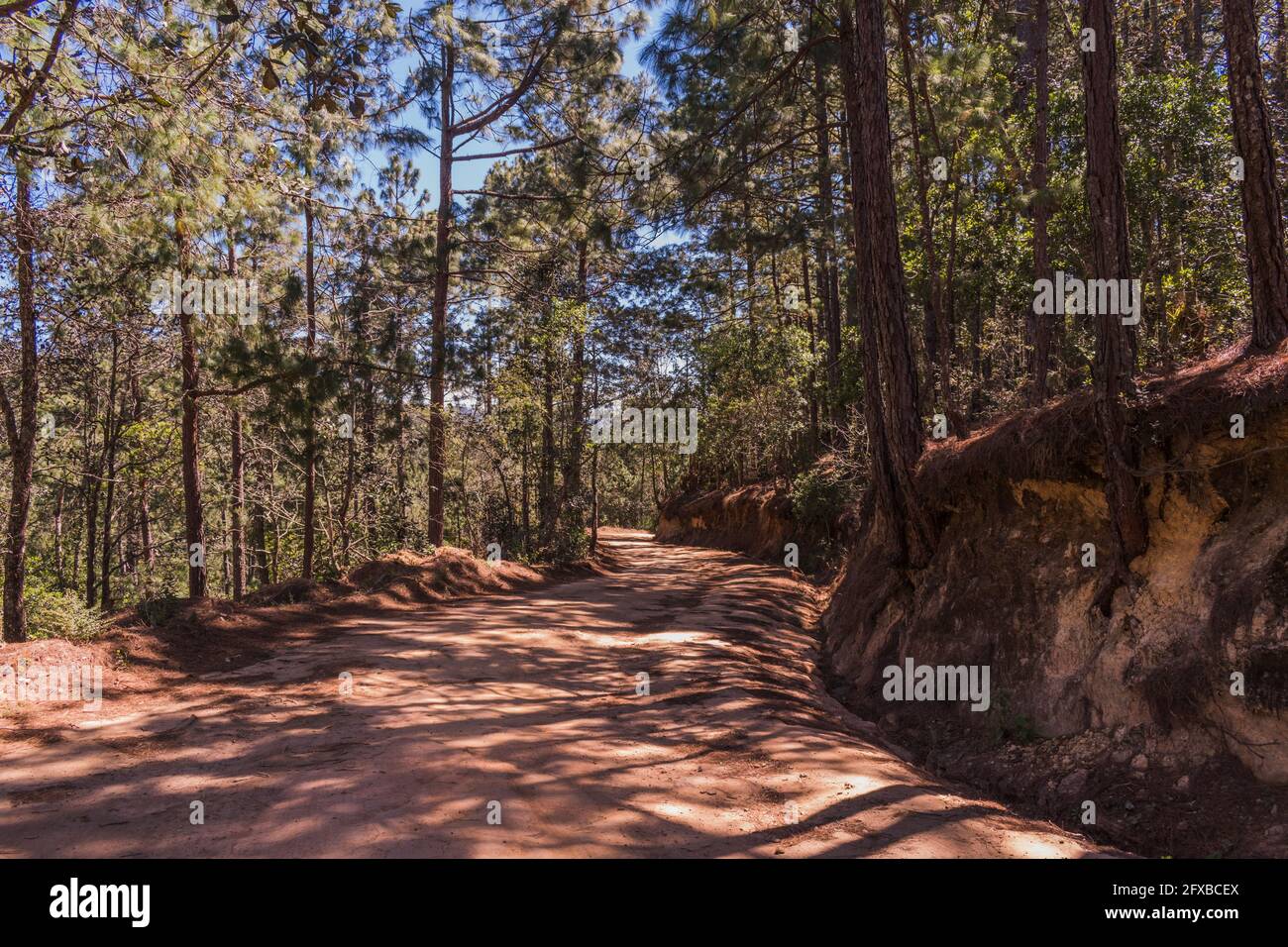 Un'escursione di prima mattina attraverso una lussureggiante foresta di pini vicino alla magica città di montagna di San Jose del Pacifico, Oaxaca, Messico. Un percorso tranquillo nella natura. Foto Stock