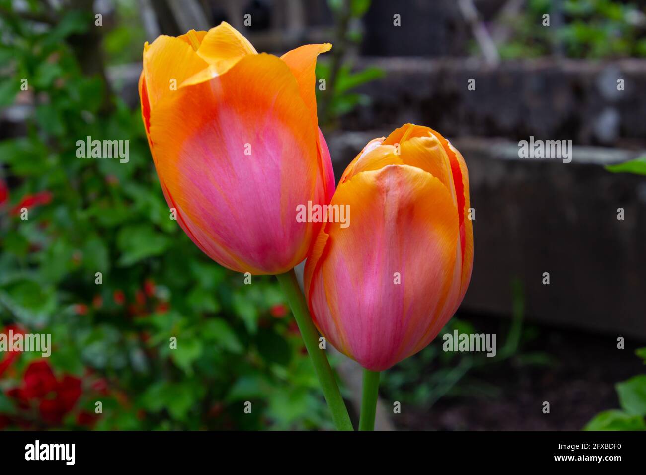 Primo piano di tulipani marmorizzati di colore giallo arancio e rosa un giardino con sfondo bokeh scuro Foto Stock