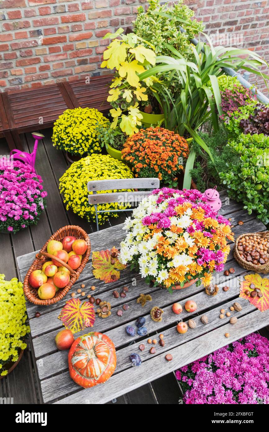 Tavolo da balcone con raccolta autunnale che comprende bouquet di crisantemi in fiore, vari noci, mele, zucca, prugne e foglie d'uva con fiori in vaso sullo sfondo Foto Stock