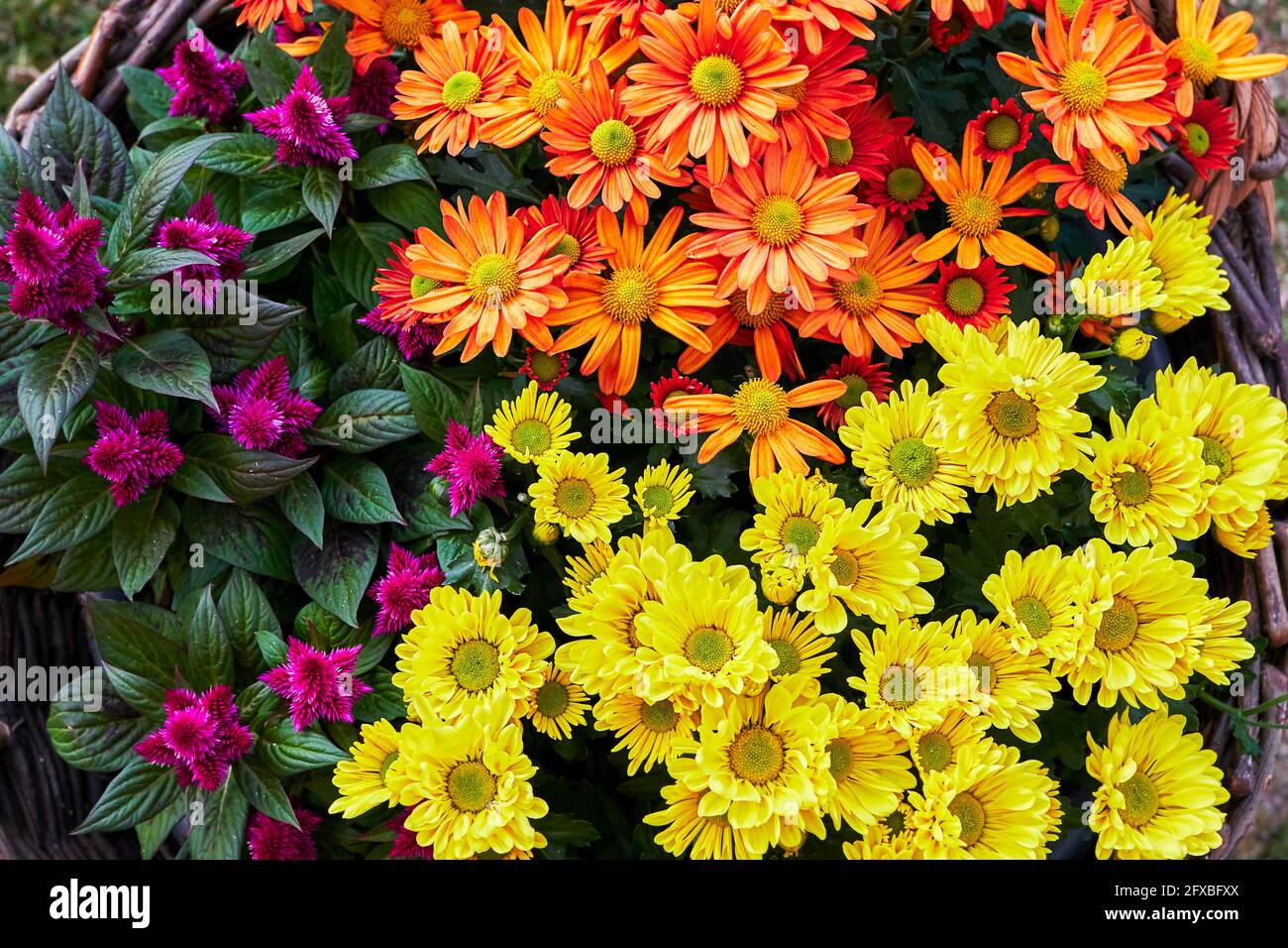 Mare di fiori in cesto di vimini con celosia viola in fiore, gerbara arancione e crisantemi gialli, come un tappeto colorato Foto Stock
