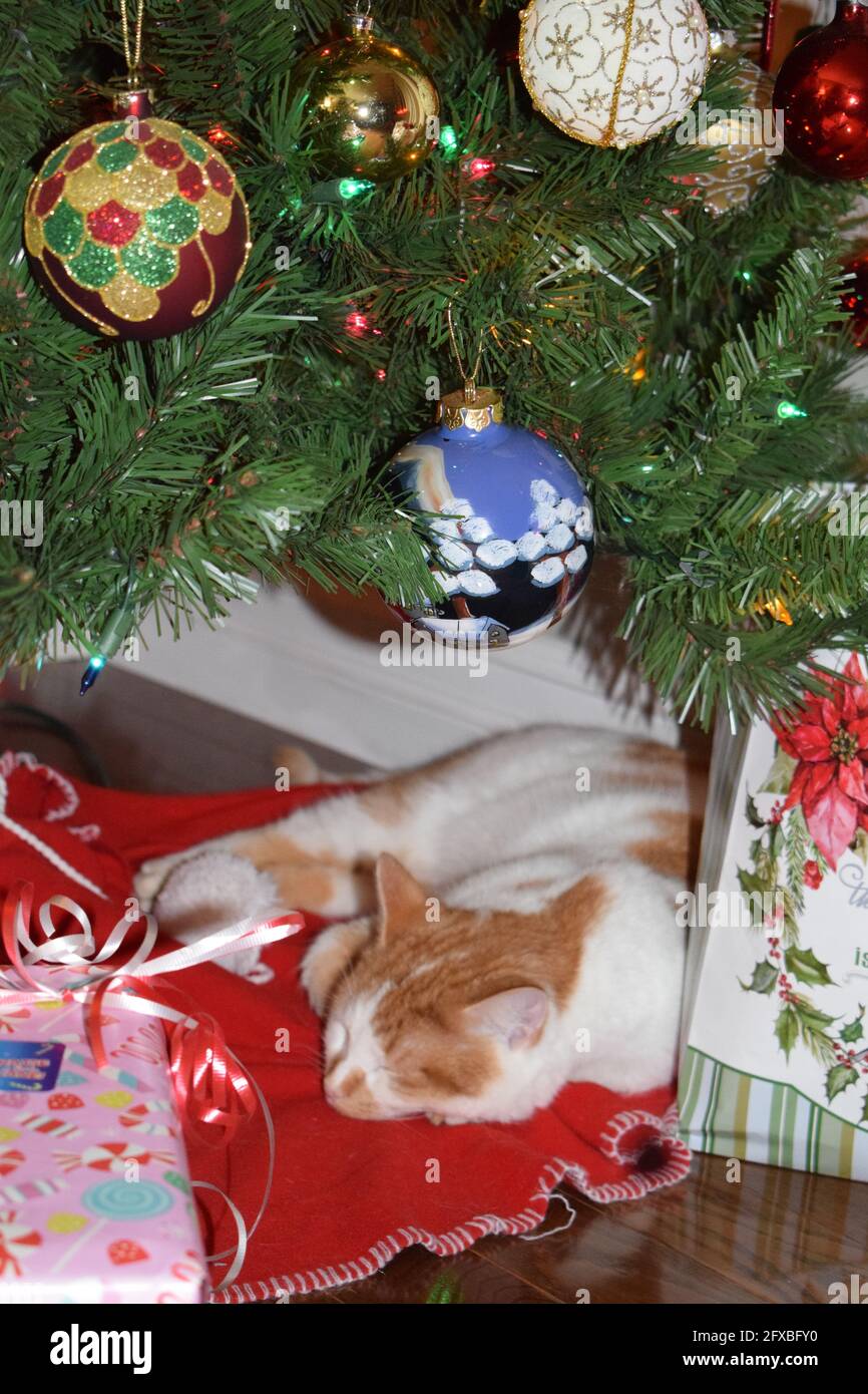 Dormire gatto di Natale Foto Stock