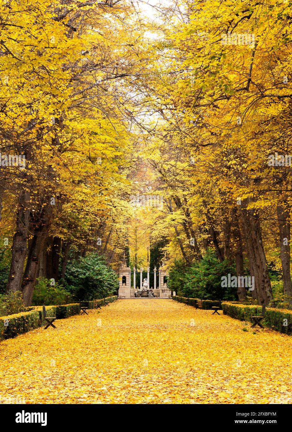 Passeggiata di alberi di tiglio con le foglie cadute sul terreno con forti colori dorati, gialli e arancioni e in fondo alla passeggiata un fou ornamentale Foto Stock
