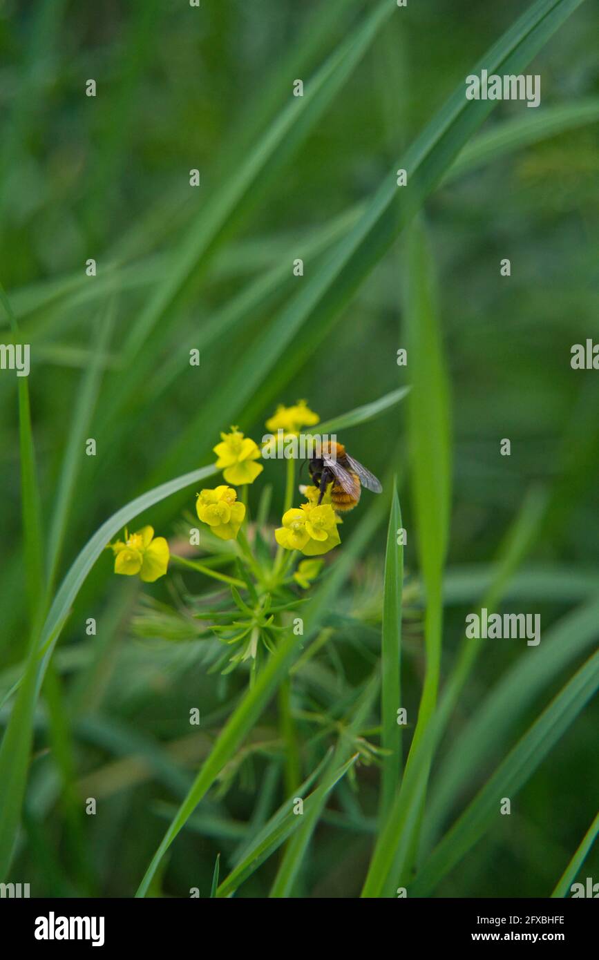 Il miele delle api succhia miele di fiori di colore giallo Foto Stock