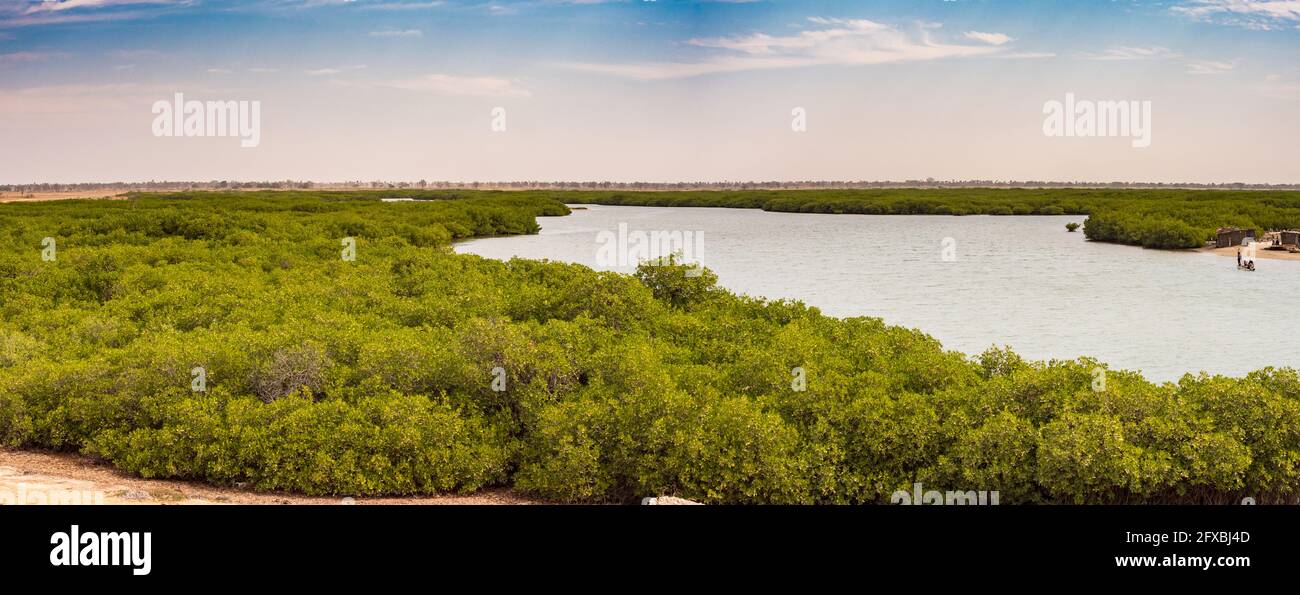 Vista delle mangrovie - alberi tolleranti al sale, chiamati alofiti, adatti a vivere in condizioni costiere difficili. Città di Joal-Fadiouth, regione di Thiès a. Foto Stock