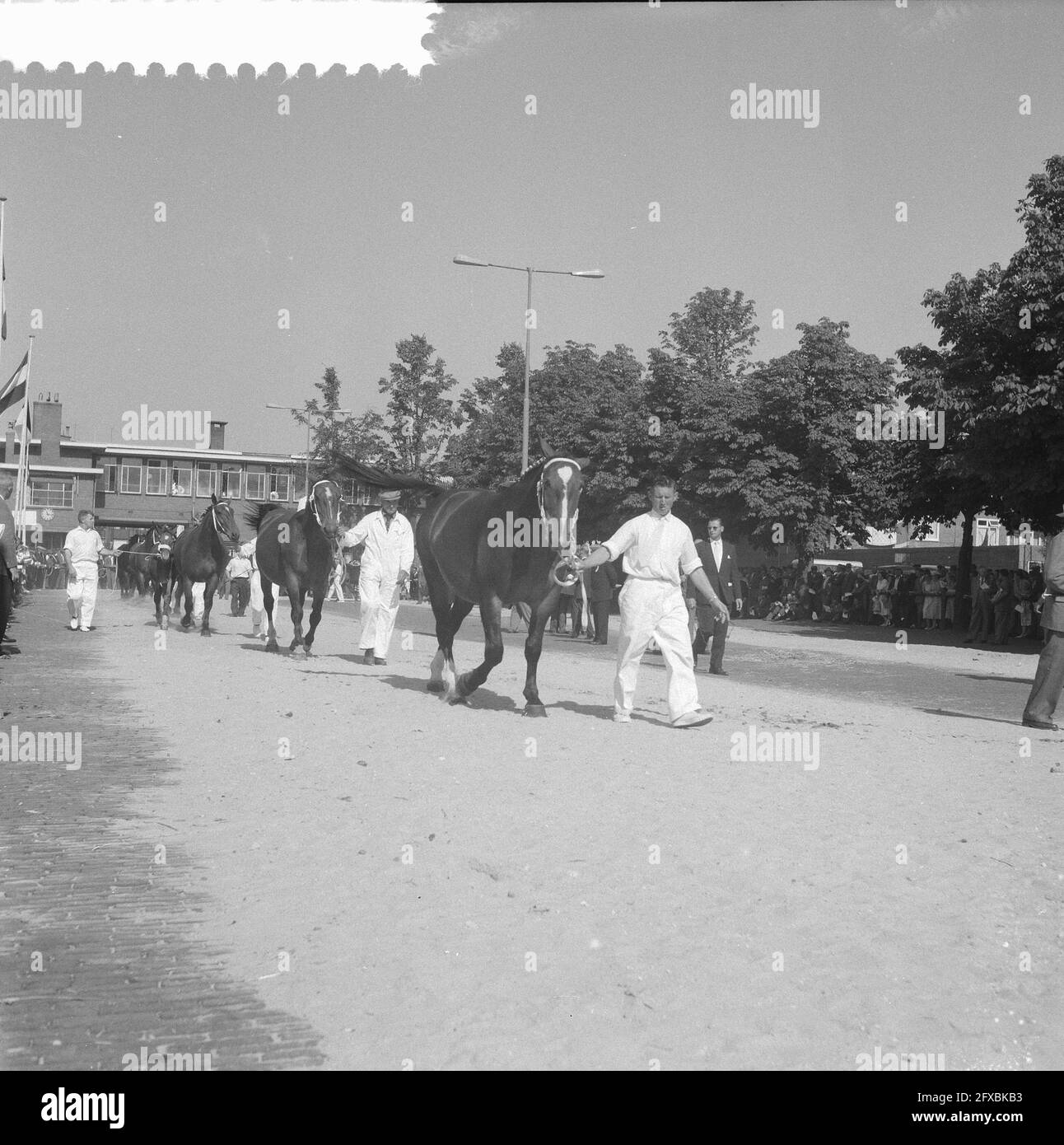 Giornate dei cavalli annuali a Utrecht, 9 settembre 1959, Paesi Bassi, foto dell'agenzia stampa del XX secolo, notizie da ricordare, documentario, fotografia storica 1945-1990, storie visive, Storia umana del XX secolo, che cattura momenti nel tempo Foto Stock
