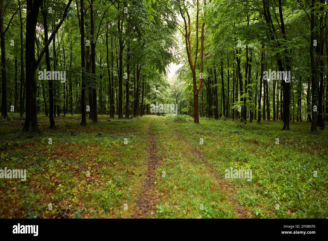 La strada in avanti verso la foresta Foto Stock