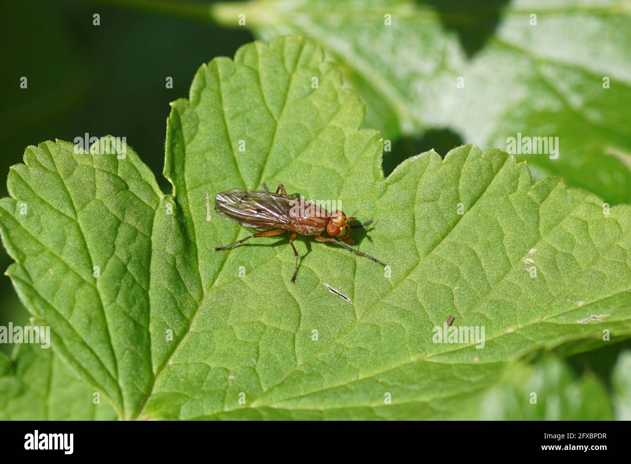 Marsh fly, spec. Killer lumache, spec. Tetanocera Famiglia Sciomyzidae. Su una foglia di un ribes in un giardino olandese. Primavera, maggio, Paesi Bassi Foto Stock