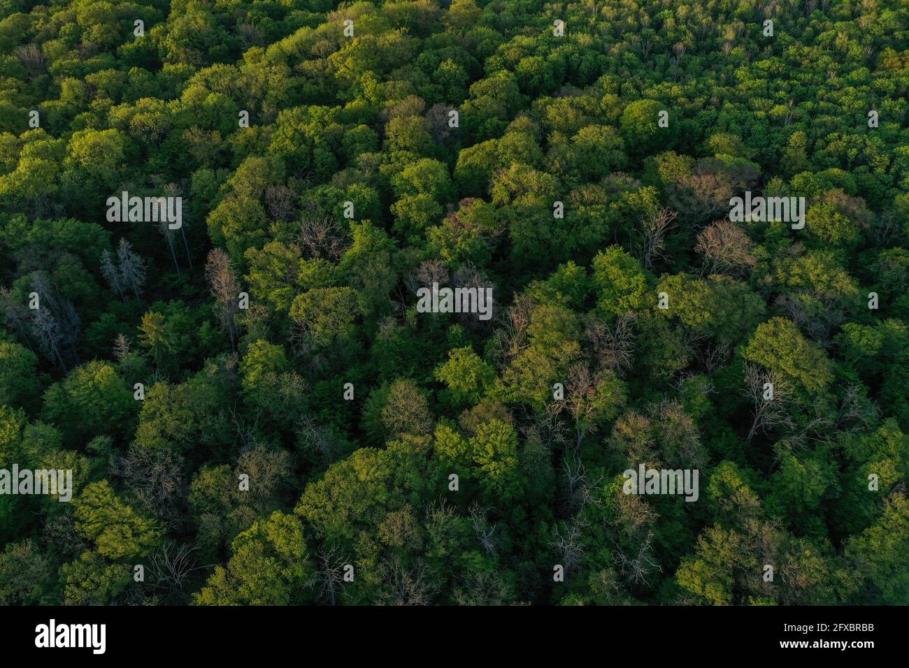 Hambach Forest vista dall'alto delle cime degli alberi con fogliame verde fresco, Morschenich Brown carbone campo Foto Stock