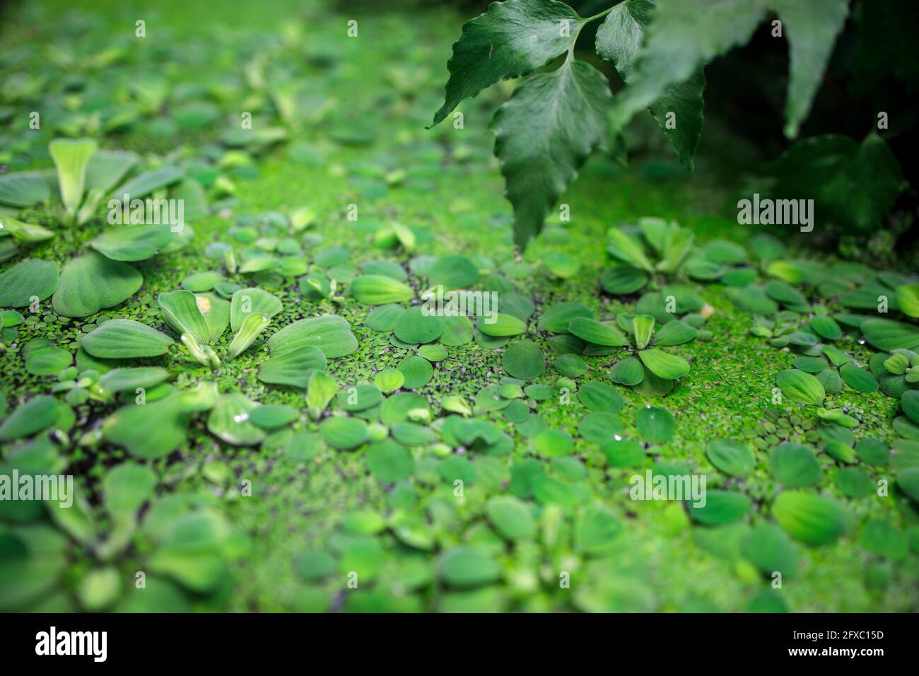 Pittia è un genere di piante acquatiche della famiglia degli Araceae. È l'unico genere della tribù Pistieae che riflette il suo isolamento sistematico Foto Stock