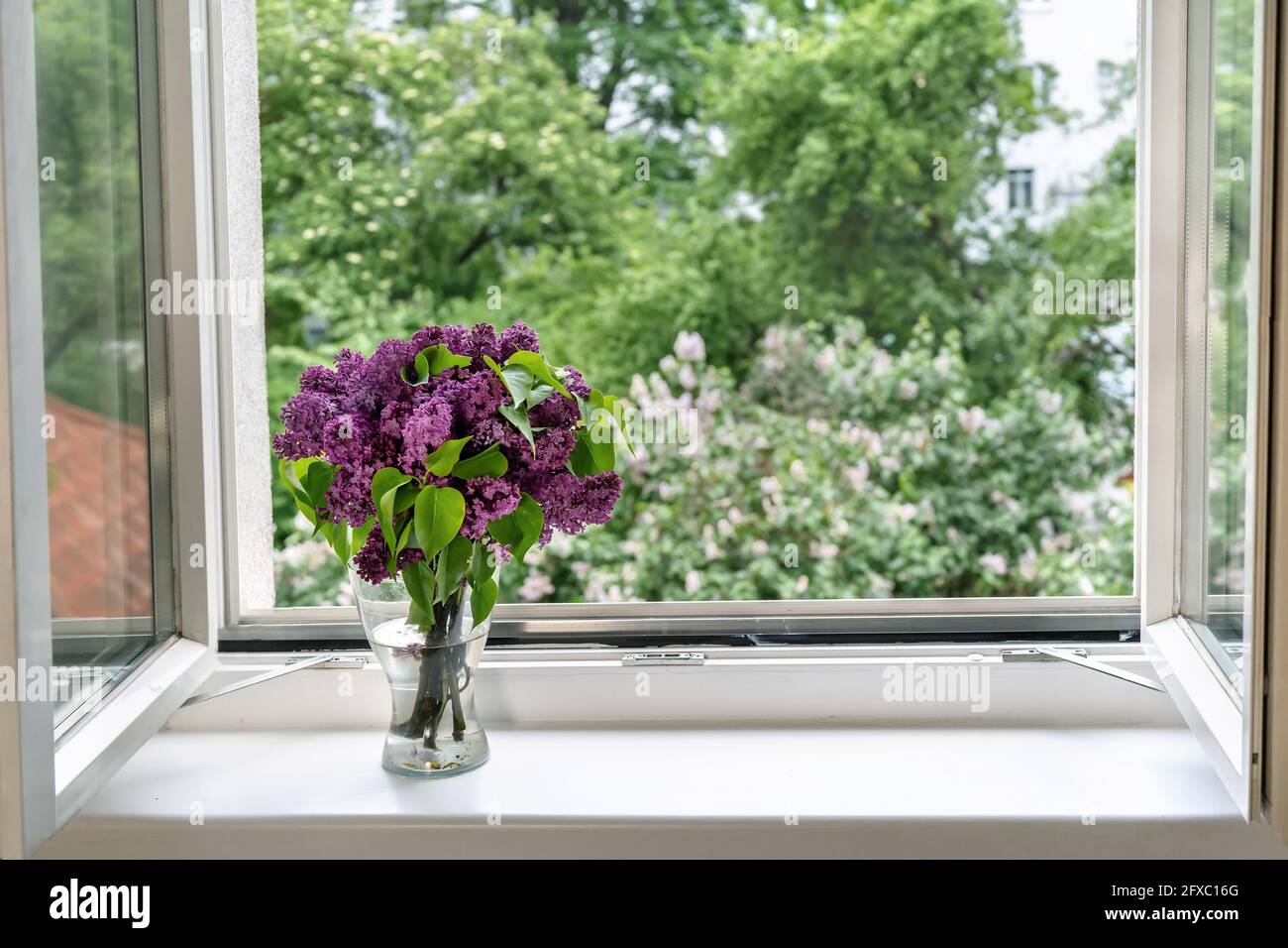 Un vaso di lilla fiorisce alla finestra aperta Foto Stock