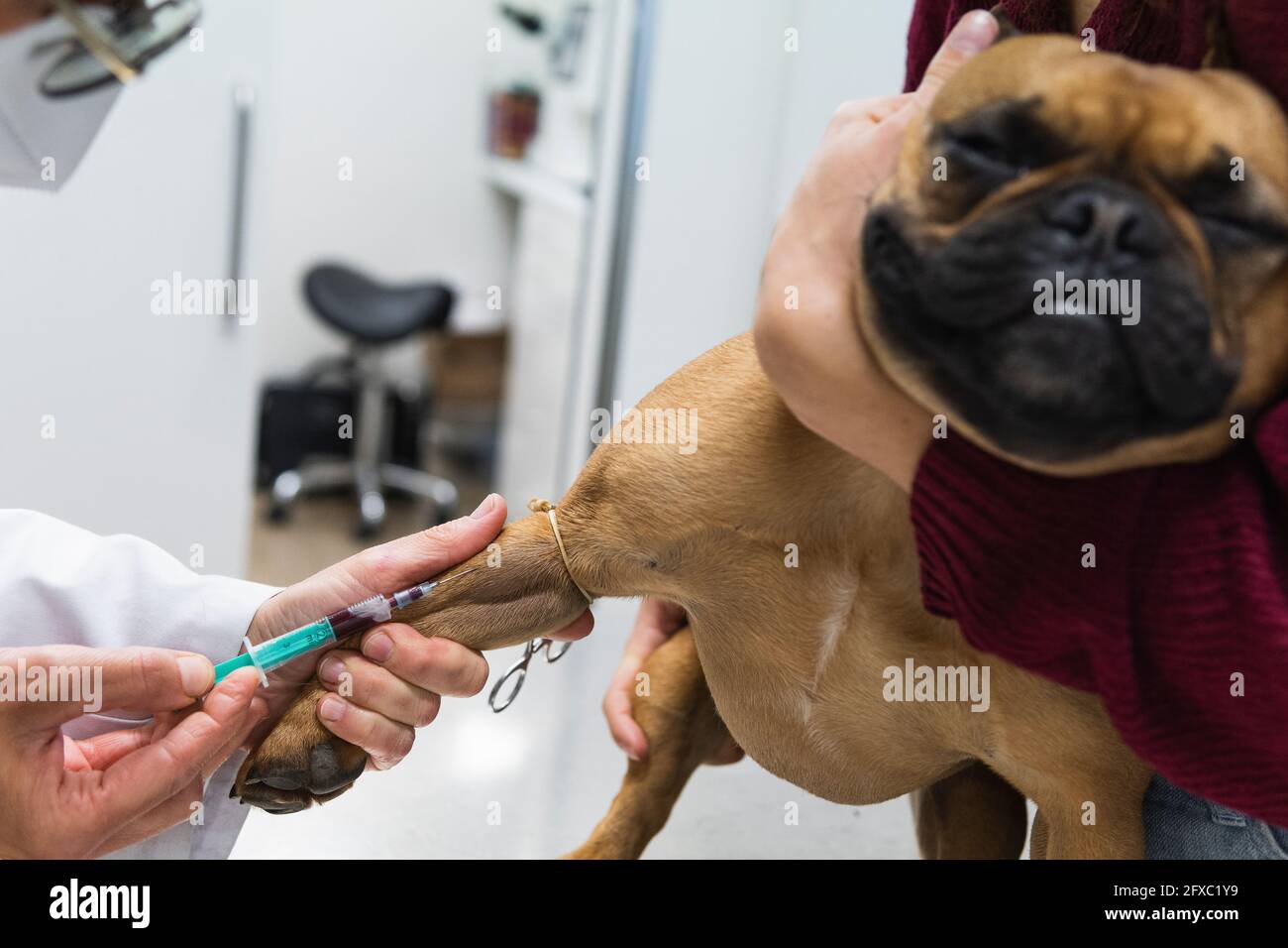 Veterinario femminile che preleva sangue dalla gamba francese Bulldog presso la clinica medica Foto Stock