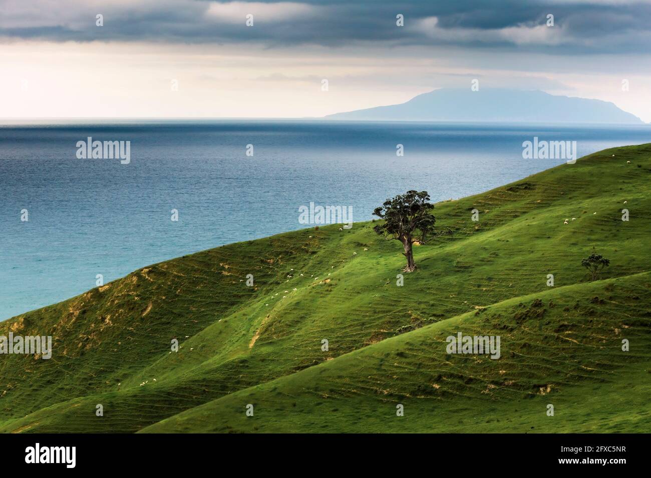 Verde erbosa collina costiera Penisola di ofÂ CoromandelÂ Foto Stock