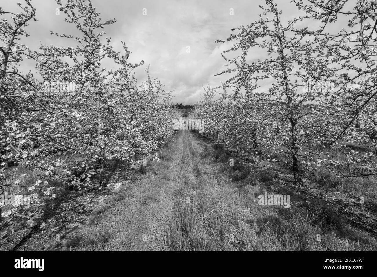 Foto in bianco e nero di due file di alberi di mela in fiore in un frutteto Foto Stock