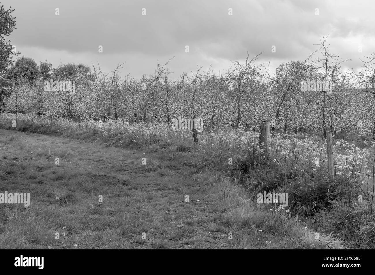 Foto in bianco e nero di un frutteto di mele in fiore Foto Stock