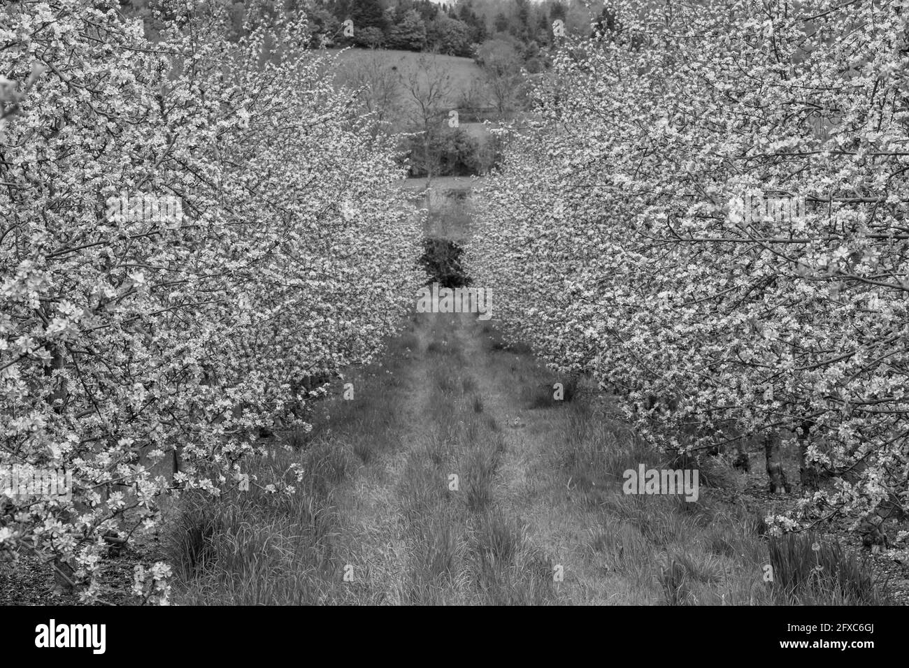 Foto in bianco e nero di due file di alberi di mela in fiore in un frutteto Foto Stock