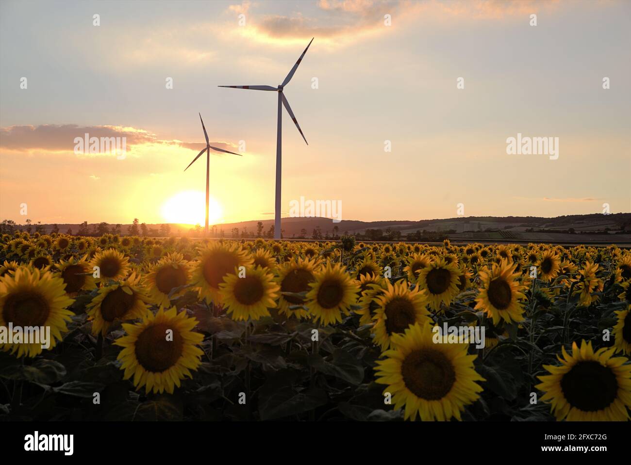 Due turbine eoliche sul campo di girasole durante il tramonto, Austria, Europa Foto Stock