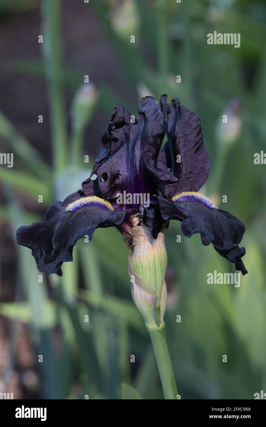 Iris 'Here Comes the Night'. Foto Stock