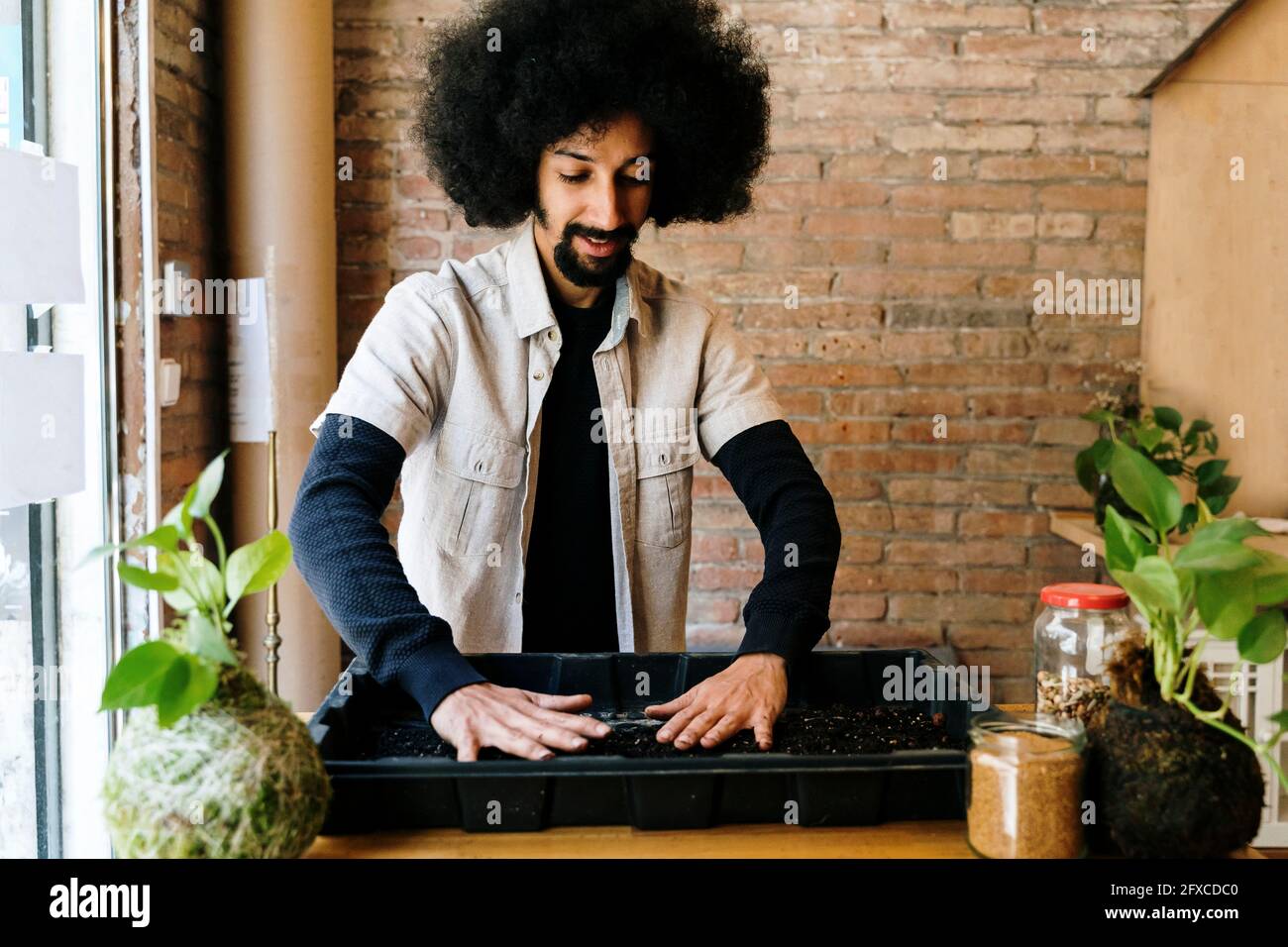 Giardiniere maschile controllo piante microrverdi in vassoio di plastica in officina Foto Stock