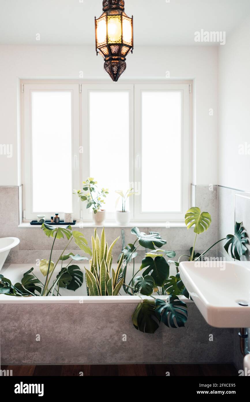 Decorazioni per la casa con lampada a sospensione e lampada a pianta Foto Stock