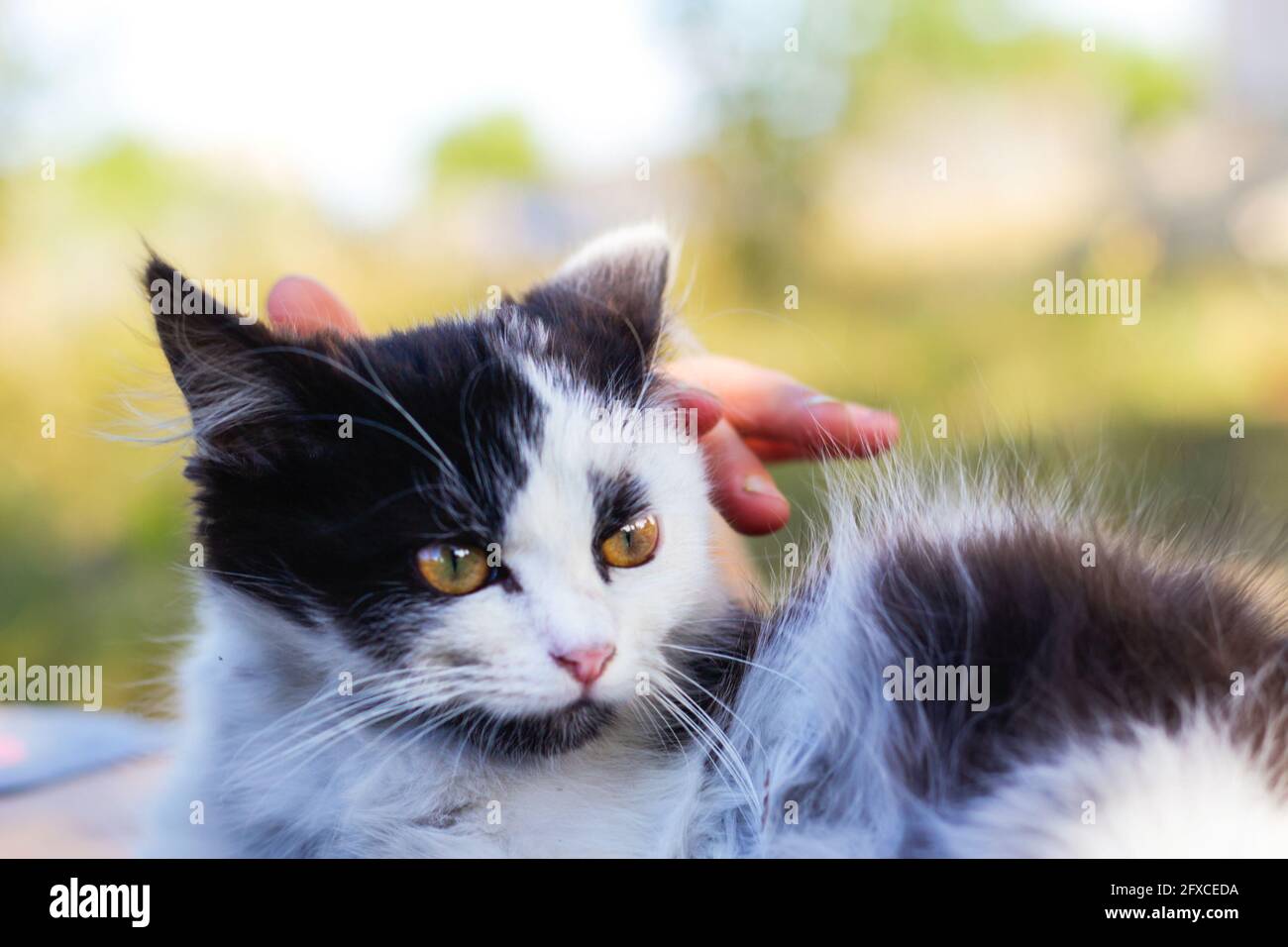 Defocalizzare le mani femminili stroking e carezzare carino adorabile gatto bianco e nero, gattino con bei occhi gialli. PET Love background. Mammifero peloso Foto Stock