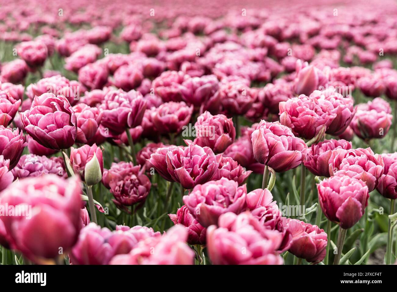 Aiuola di tulipani rosa in fiore Foto Stock