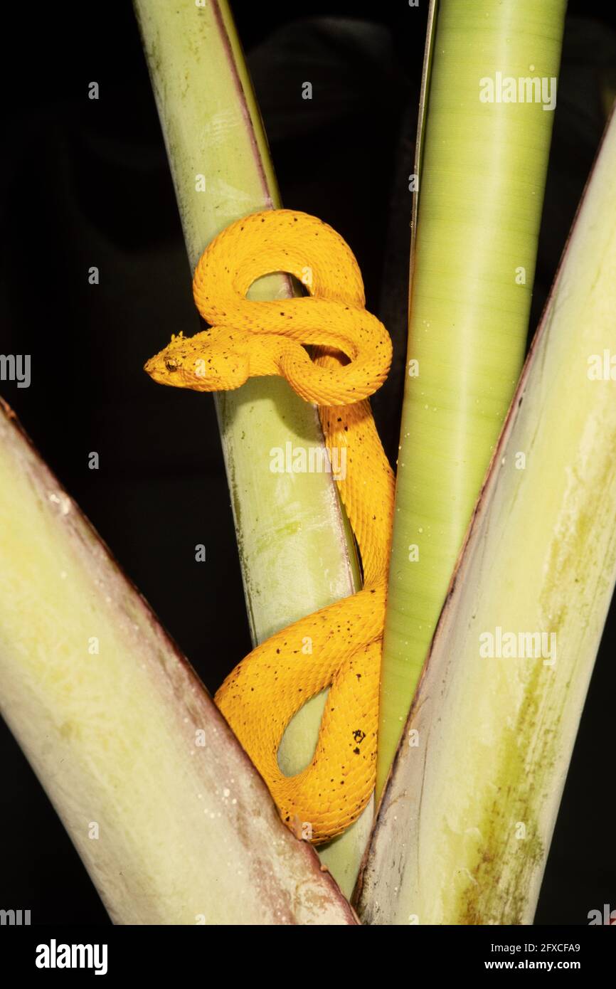 La Viper di Eyelash, Botriechis schlegelii, è un serpente venomoso relativamente piccolo trovato nelle foreste pluviali neotropiche. Panama. Questa specie ha diversi v Foto Stock