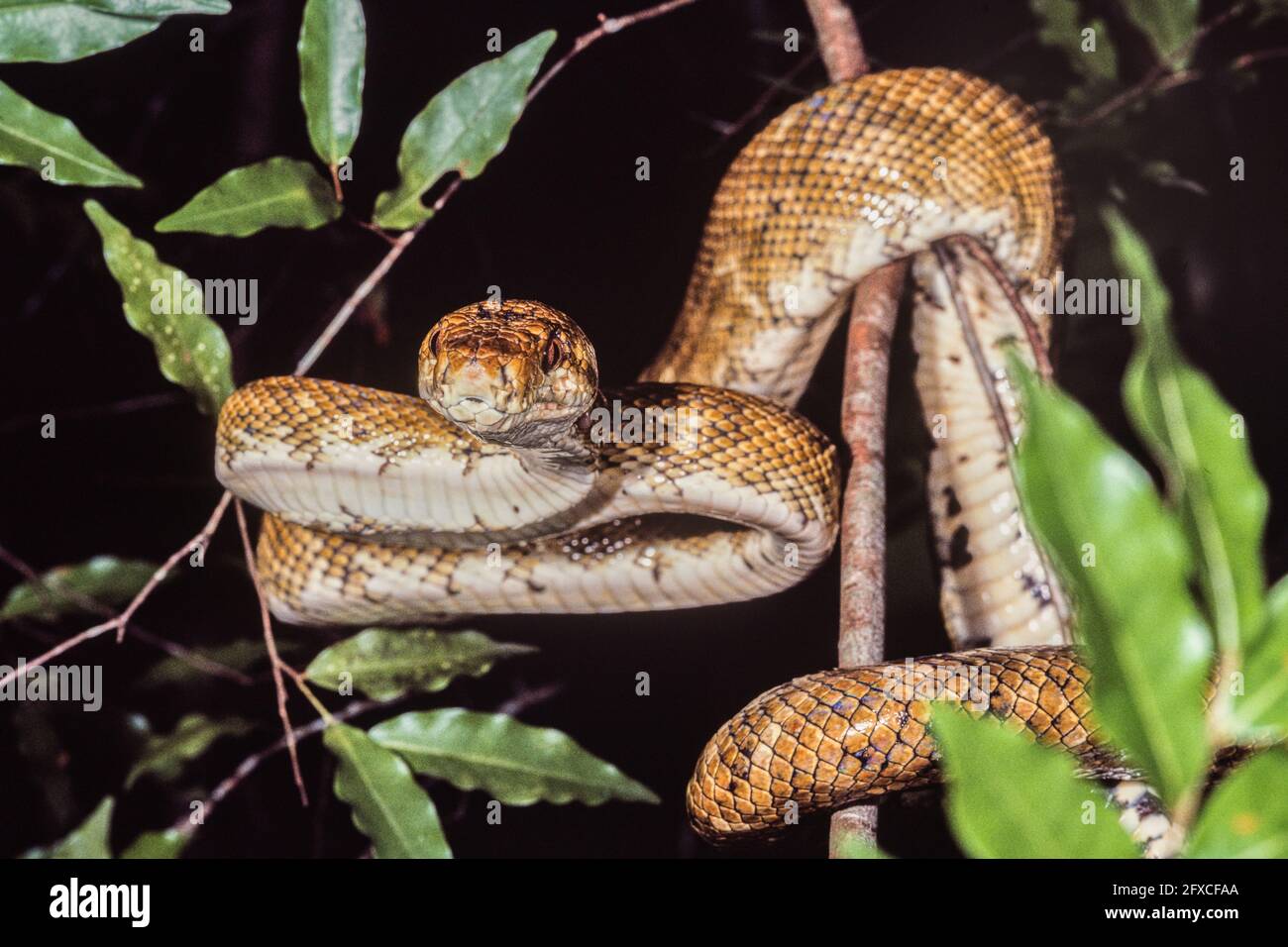 Boa dell'albero dell'America centrale o Boa dell'albero comune, Corallus ruschenbergerii, in un albero in Panama. Foto Stock