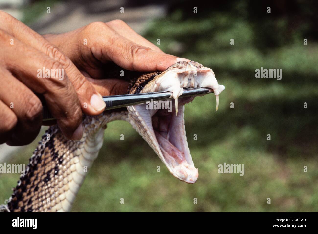 Bushmaster dell'America Centrale a Panama. Un operaio si sta preparando a latte il serpente per il veleno e mostrando i pangs. Foto Stock