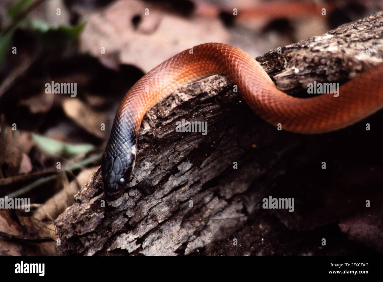 Una giovane Mussurana, Clelia clelia, a Panama. Mussurana prede esclusivamente sui serpenti, specialmente quelli velenosi. Foto Stock